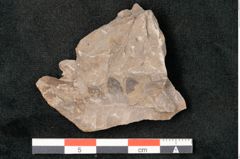 Foto (Detailansicht) von Neuropteris pteroides Goeppert (NHMW-GEO-2024-0188-10674)